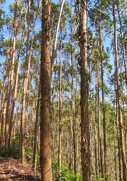 广林9号