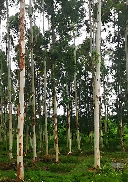 雷林系列